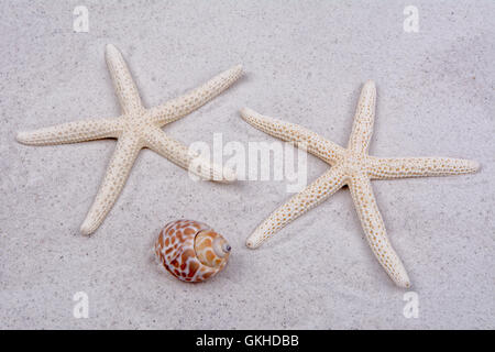 White starfishes and one shell on a greay sand Stock Photo