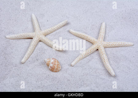 White starfishes and one shell on a greay sand Stock Photo