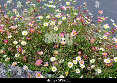 Colourful Clump of Ornamental Daisies Growing on a Limestone Wall in South West England. Stock Photo