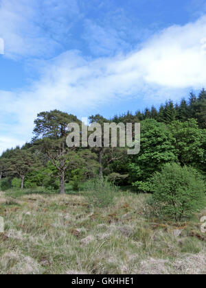 Ettrick Marshes, Ettrick Valley, Borders County, Scotland, UK in Spring Stock Photo