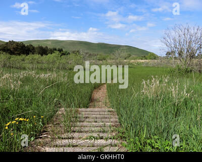 Ettrick Marshes, Ettrick Valley, Borders County, Scotland, UK in Spring Stock Photo