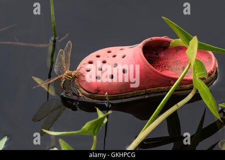 Brown Hawker dragonfly (Aeshna grandis) laying eggs on a floating red plastic shoe, Cambridgeshire, England Stock Photo