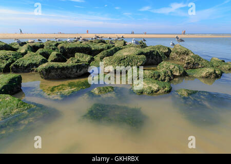 Seagulls gathering on rocks, covered by green algae at the beach of Katwijk aan Zee, South Holland, The Netherlands. Stock Photo