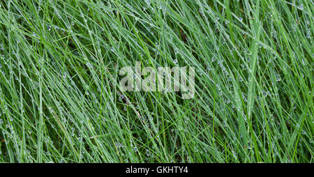 Dewdrops on grass Stock Photo