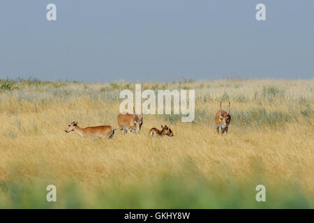 Critically endangered wild Saiga antelopes (Saiga tatarica) in morning steppe. Stock Photo