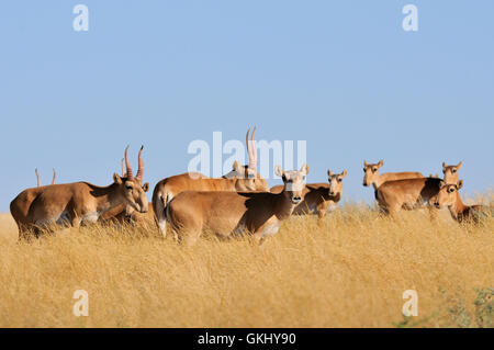 Critically endangered wild Saiga antelopes (Saiga tatarica) in steppe. Stock Photo