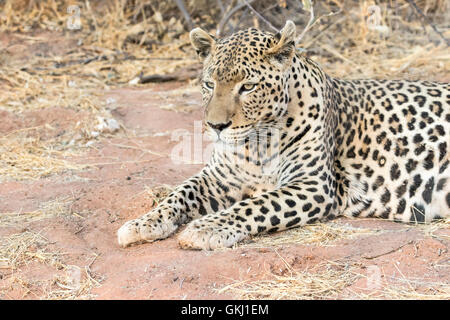 Large male leopard, Namibia Stock Photo