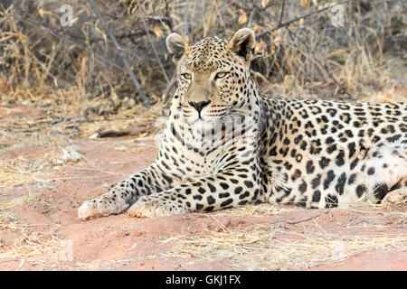 Large male leopard, Namibia Stock Photo