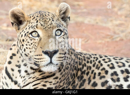 Large male leopard, Namibia Stock Photo