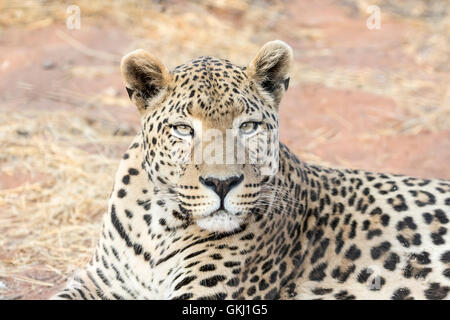 Large male leopard, Namibia Stock Photo