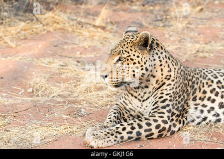 Large male leopard, Namibia Stock Photo