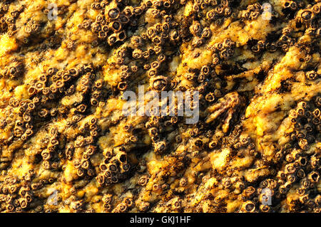 Coastal rocks covered in Sea Acorns (Chthamalus montagui) and limpets