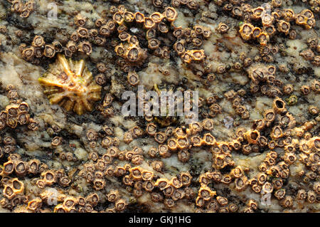 Coastal rocks covered in Sea Acorns (Chthamalus montagui) and limpets