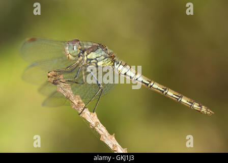Red-veined Darter (Sympetrum fonscolombii) Stock Photo