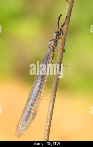 Antlion (Myrmeleon formicarius) Stock Photo