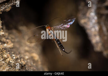 Perithous Ichneumon wasp in flight. A parasitic wasp in the family Ichneumonidae, trailing long ovipositor whilst flying Stock Photo