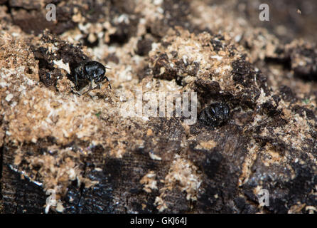 Digger wasps emerging from tunnels. Heads of solitary parasitic wasps in the family Crabronidae poking out of holes in wood logs Stock Photo