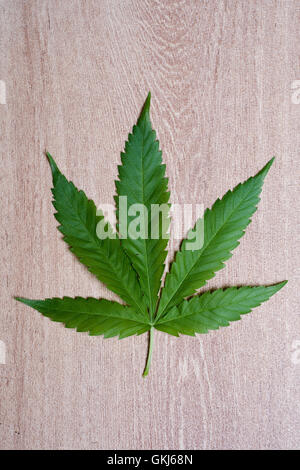 Marijuana leaf close up : classic pinnate leaf form of the cannabis plant on wood background Stock Photo