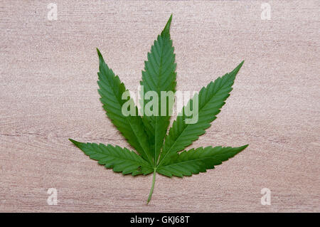 Marijuana leaf close up : classic pinnate leaf form of the cannabis plant on wood background Stock Photo