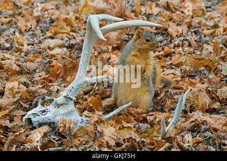 Eastern Fox Squirrel (Sciurus niger) on forest floor, and White-tailed Deer antlers and skull, Autumn, E North America Stock Photo