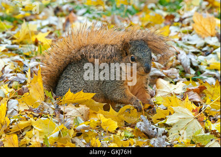 Eastern Fox Squirrel (Sciurus niger) Autumn, holding tail over head, protecting from rain, Eastern North America Stock Photo