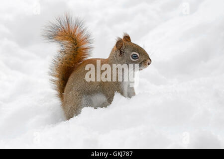 Red Squirrel (Tamiasciurus or Sciurus hudsonicus) looking for food in fresh snow, Eastern USA, by Skip Moody/Dembinsky Photo Assoc Stock Photo