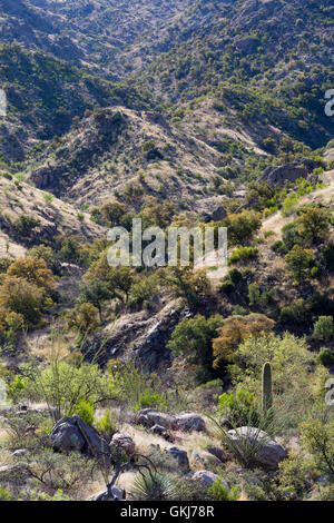 Saguaro catus and high desert grassland vegetation in the East Fork of Sabino Canyon in the Santa Catalina Mountains, Arizona Stock Photo