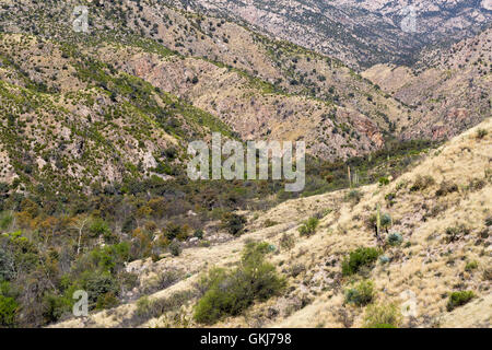 Saguaro catus and high desert grassland vegetation in the West Fork of Sabino Canyon in the Santa Catalina Mountains, Arizona Stock Photo