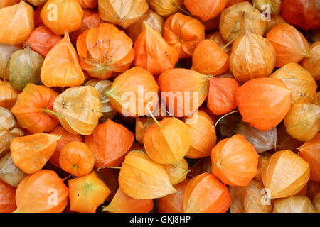 Delicate bright orange Physalis alkekengi, also known as Chinese lantern, Japanese lantern, huzuki, winter cherry, gooseberry. Stock Photo