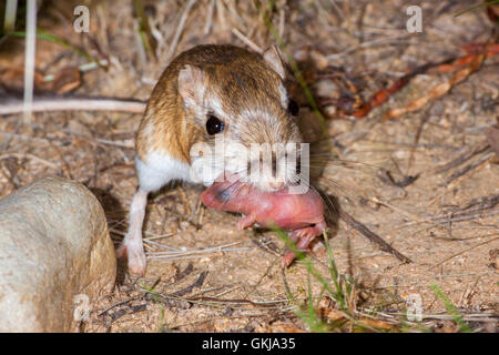 Merriam Kangaroo Rat Dipodomys merriami Tucson, Arizona, United States ...