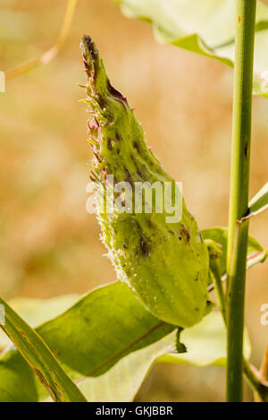 Closeup of the Asclepias Syriaca fruit, also called milkweed or silkweed. This plant produces latex Stock Photo