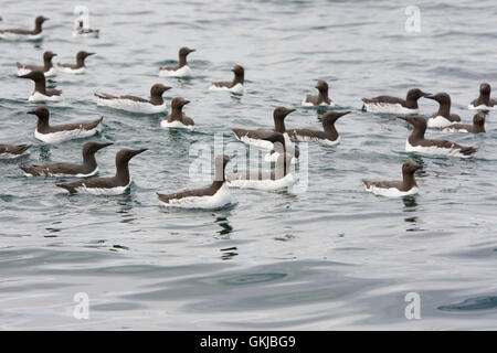 Common Guillemots (Uria aalge) swimming together on the sea (rafting) Farne Islands, Northumberland, UK Stock Photo