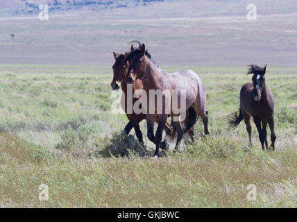 Trio of galloping wild horses in Utah at Onaqui Mountains Herd Management Area.  Symbols of Old West in Tooele County Stock Photo