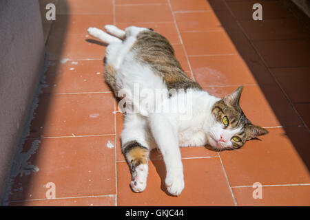 Tabby and white cat lying sunbathing. Stock Photo