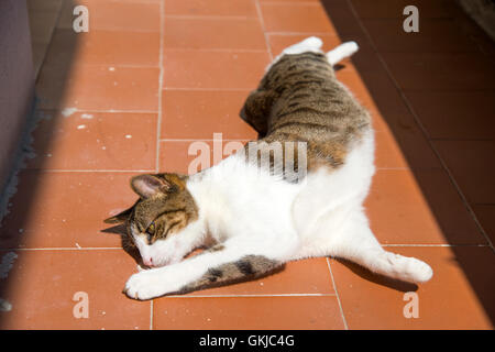 Tabby and white cat lying sunbathing. Stock Photo