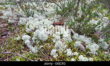 REINDEER MOSS Cladonia rangiferina in Lahemaa National Park, Estonia. Also known as Reindeer Lichen.  Photo Tony Gale Stock Photo