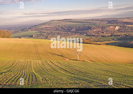 The best known tree in Sussex Stock Photo