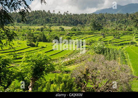 Rice fields in Bali, Indonesia. Stock Photo