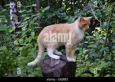 Domestic cat standing on wooden tree trunk Stock Photo