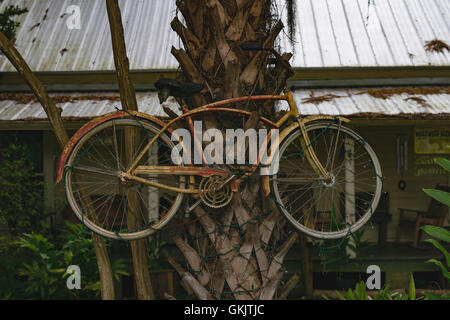 An old rusty bike tied to a palm tree in Florida. Wrapped in Christmas lights. Stock Photo