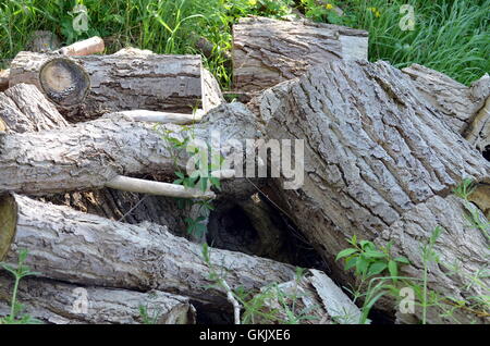 bunch of cutted tree stumps in the forest Stock Photo