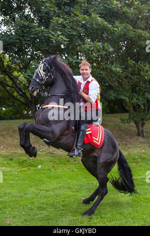 Jonathan Marshall with his stallion Le Colonel a display incorporating dancing Spanish Lusitano and Andalusian horses and birds of prey.  The falcons chase a swung lure at over 100 mph while the horses perform high schooled dressage moves such as Piaffe, passage and Spanish walk in the Victoria Park arena during the Southport Flower Show 2016. Stock Photo