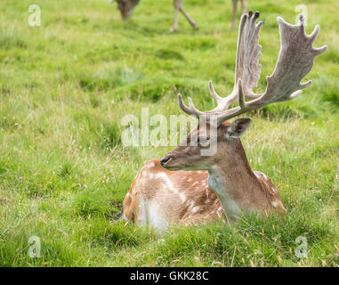 Fallow Deer laying in grass Stock Photo
