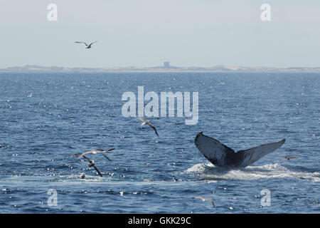 A photograph of the tail of a humpback whale after surfacing to feed off the coast of Provincetown in Cape Cod, Massachusetts. Stock Photo