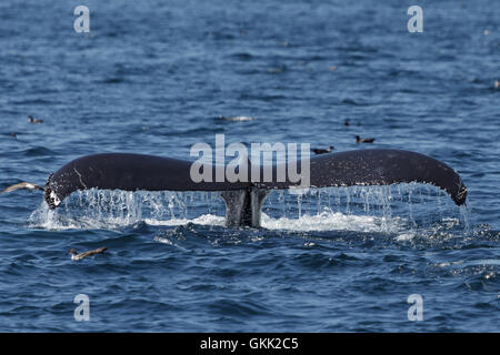 A photograph of the tail of a humpback whale after surfacing to feed off the coast of Provincetown in Cape Cod, Massachusetts. Stock Photo