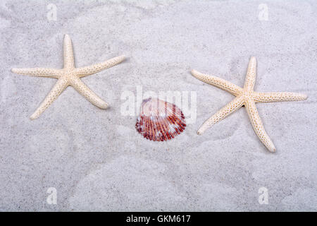 White starfishes and one shells on a greay sand Stock Photo