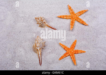 Orange starfishes and two shells on a greay sand Stock Photo