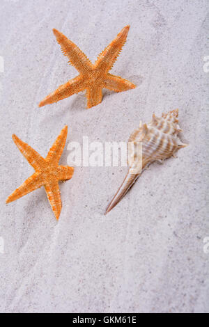 Orange starfishes and one shell on a greay sand Stock Photo