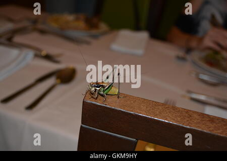 Cricket Bug. Close up on a colorful cicada. Cricket bug eating on a wooden chair back near a dining table. Stock Photo