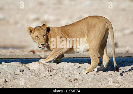 Lioness (Panthera leo) drinking water, Etosha National Park, Namibia Stock Photo